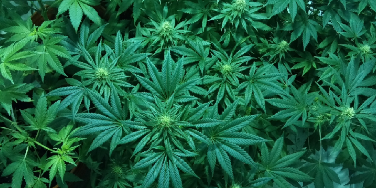 What Marijuana’s New Federal Classification Means for Pennsylvania