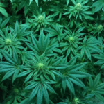 What Marijuana’s New Federal Classification Means for Pennsylvania