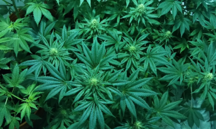 What Marijuana’s New Federal Classification Means for Pennsylvania